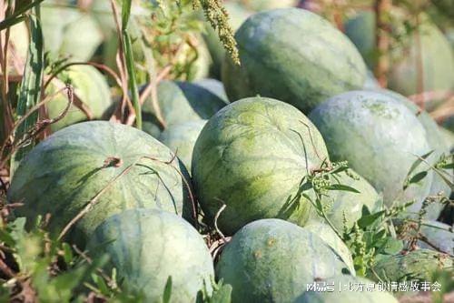 甘肃陇南康县吃瓜网红,网红带你尝鲜陇南美味  第3张