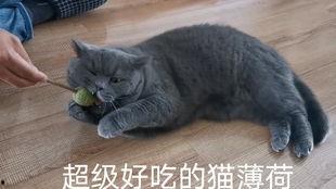 蓝猫娱乐圈吃瓜,揭秘明星幕后吃瓜大揭秘 第3张 蓝猫娱乐圈吃瓜,揭秘明星幕后吃瓜大揭秘 第3张